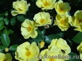 Yellow Fleurette Yellow Fleurette