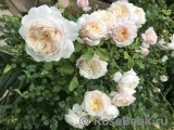 Crocus Rose® Crocus Rose®