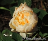 Troilus Troilus