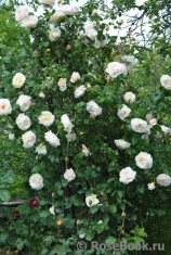 Marie Antoinette Marie Antoinette