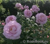 La Rose du Petit Prince La Rose du Petit Prince