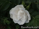 Blanc Double de Coubert Blanc Double de Coubert