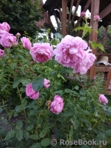 Mary Rose Mary Rose