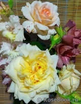 COMPOSITION COMPOSITION
