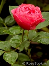 Gartenprinzessin Marie-Jose ® Gartenprinzessin Marie-Jose ®