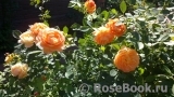 Lady of Shalott Lady of Shalott