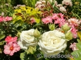 Madame Anisette ® Madame Anisette ®