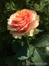Ashram Ashram