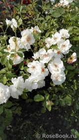 Jacqueline du Pre 