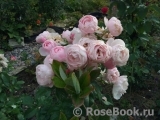 Hans Gonewein Rose Hans Gonewein Rose