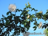 Alba Maxima Alba Maxima