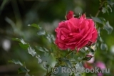 Rosarium Uetersen Rosarium Uetersen