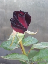 Black Baccara Black Baccara