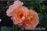 Rosemary Harkness Rosemary Harkness