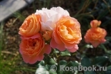 Rosemary Harkness Rosemary Harkness
