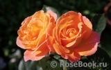 Rosemary Harkness Rosemary Harkness