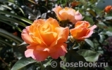 Rosemary Harkness Rosemary Harkness