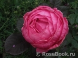 Gartenprinzessin Marie-Jose ® Gartenprinzessin Marie-Jose ®