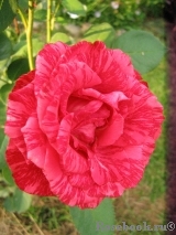 Red Intuition Red Intuition