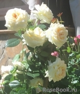 Mon Jardin et Ma Maison Mon Jardin et Ma Maison