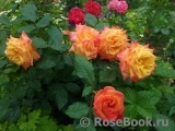 Gartenspass ® Gartenspass ®