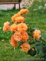 Westerland Westerland