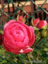 Pomponella Pomponella