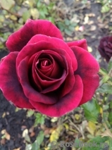 Black Beauty