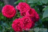 Florentina - Florentina -