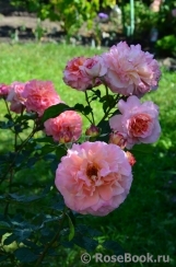 Augusta Luise Augusta Luise