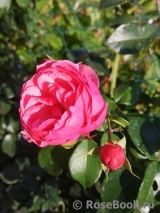 Pomponella Pomponella