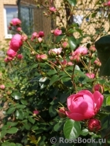 Pomponella Pomponella