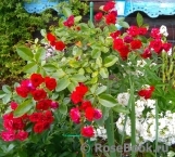 Scarlet Meillandecor Scarlet Meillandecor