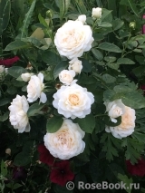 Cream Abundance Cream Abundance
