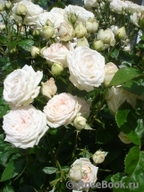 Madame Anisette ® Madame Anisette ®