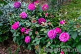 Heidi Klum Rose Heidi Klum Rose