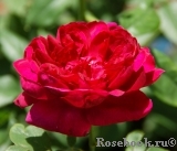 Darcey Bussell Darcey Bussell