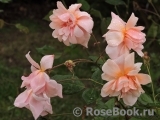 Perle d'Or Perle d'Or
