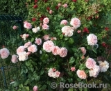 Rose de Tolbiac ® Rose de Tolbiac ®