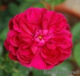 Darcey Bussell Darcey Bussell