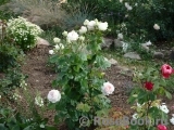 Madame Anisette ® Madame Anisette ®
