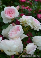 Morden Blush
