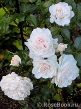 Great North Eastern Rose Great North Eastern Rose