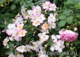 Robe Fleurie Robe Fleurie