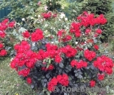 Black Forest Rose ® Black Forest Rose ®