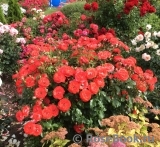 Planten un Blomen® Planten un Blomen®