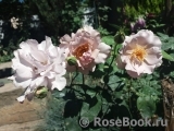 Couture Rose Tilia Couture Rose Tilia