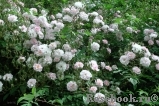 Paul’s Himalayan Musk Paul’s Himalayan Musk