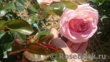 Abraham Darby Abraham Darby