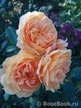 Crown Princess Margareta® Crown Princess Margareta®